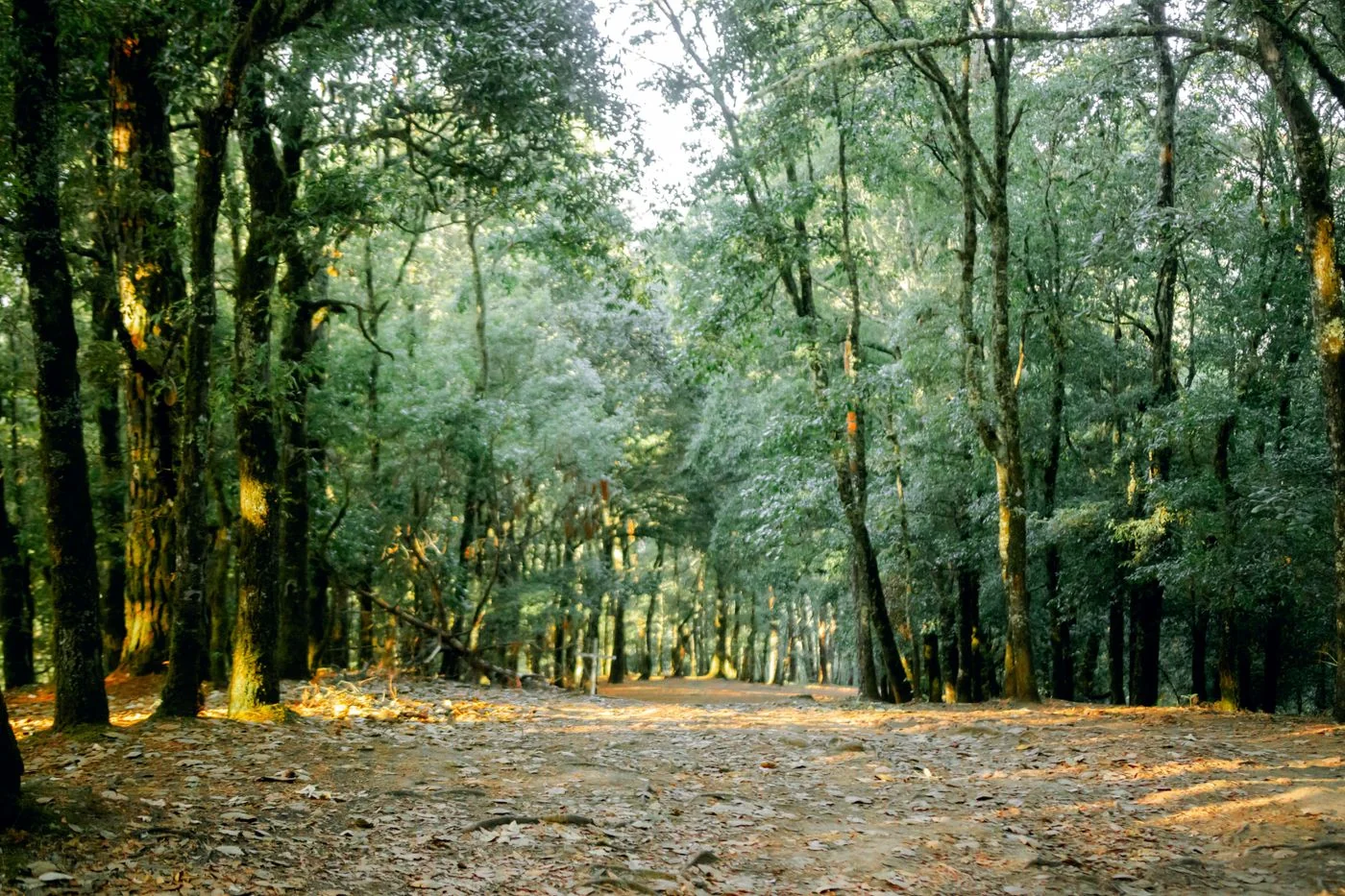 Shivapuri Peak & Nagi Gompa Nature Hike